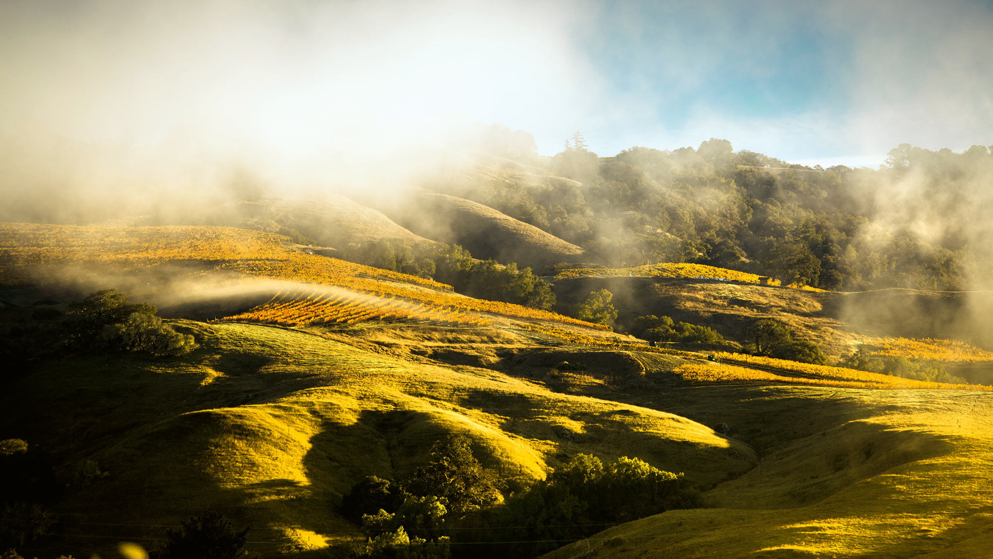 Le brouillard et le soleil chouchoutent les raisins