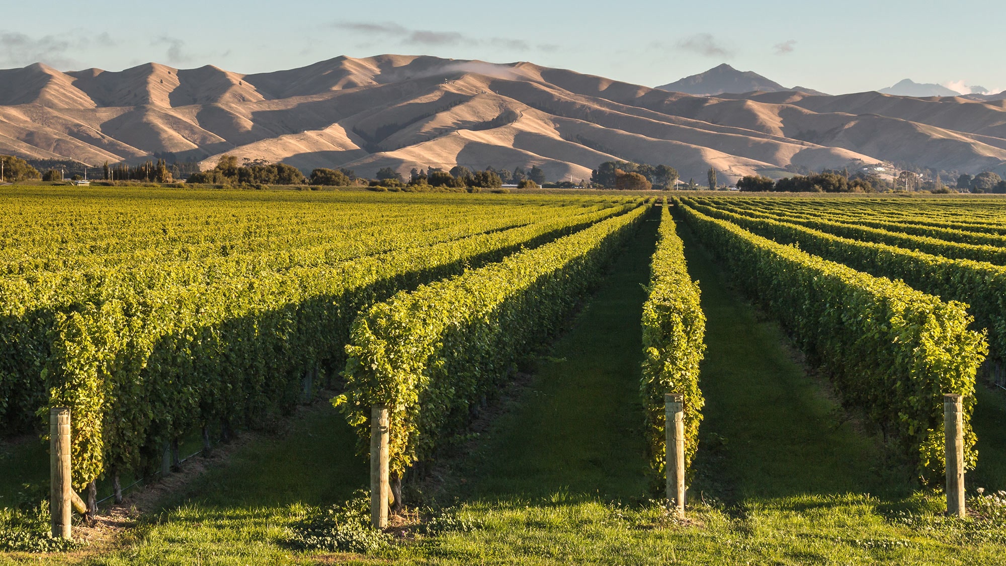 La Nouvelle-Zélande est également réputée pour sa viticulture de grande qualité