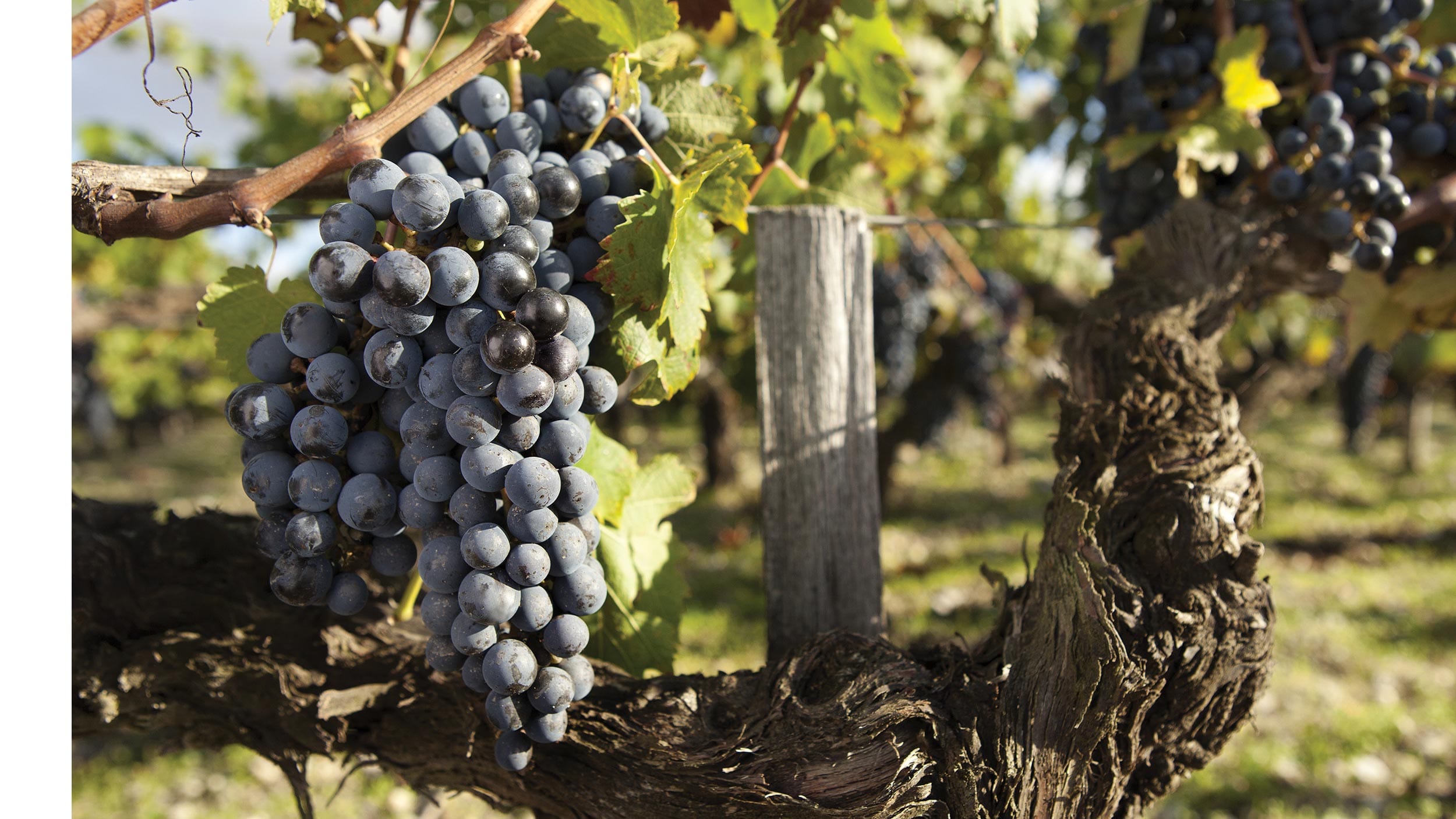 Grappes de Cabernet Sauvignon