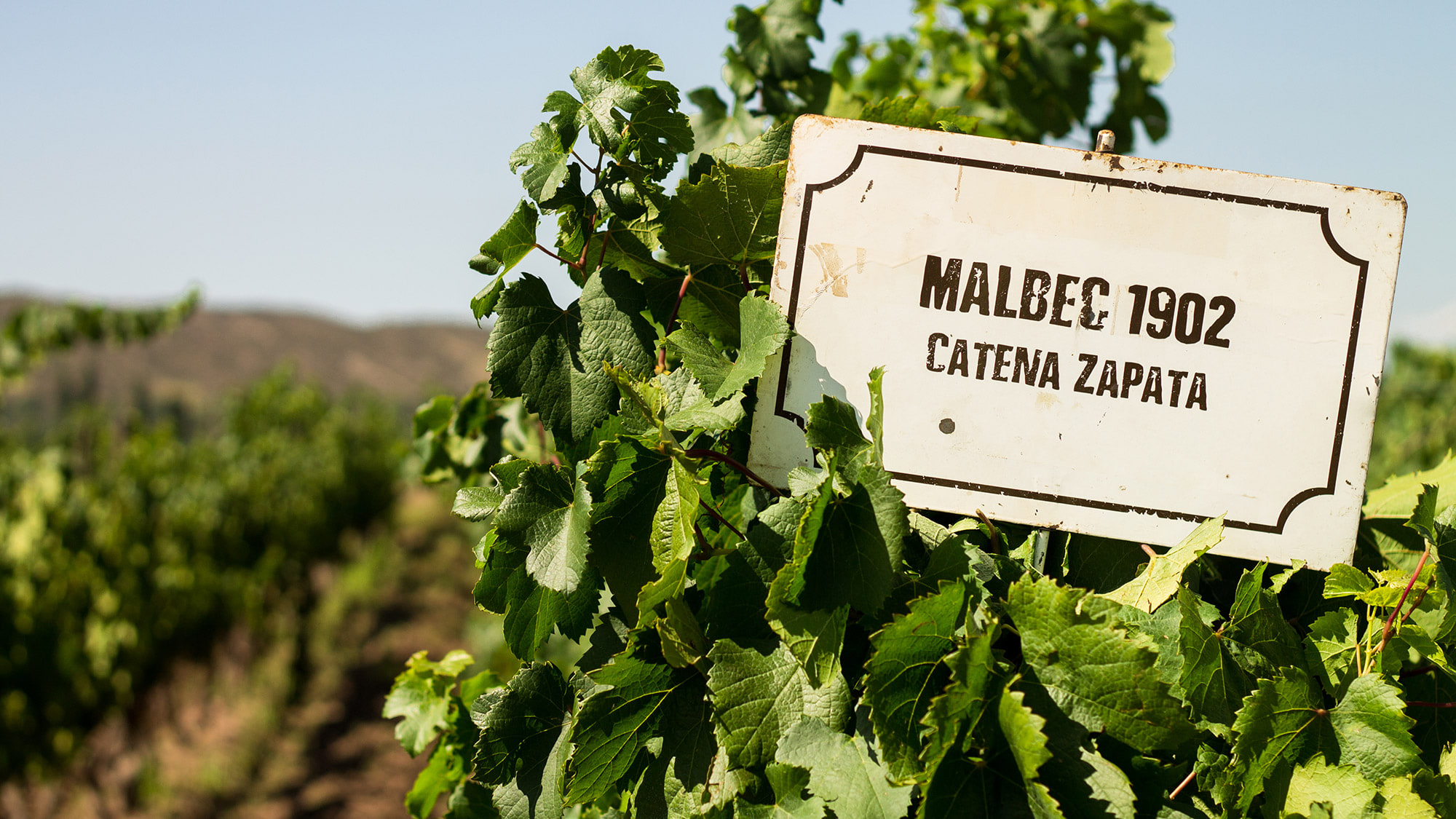 Malbec-Schild von Catena Zapata im Rebberg