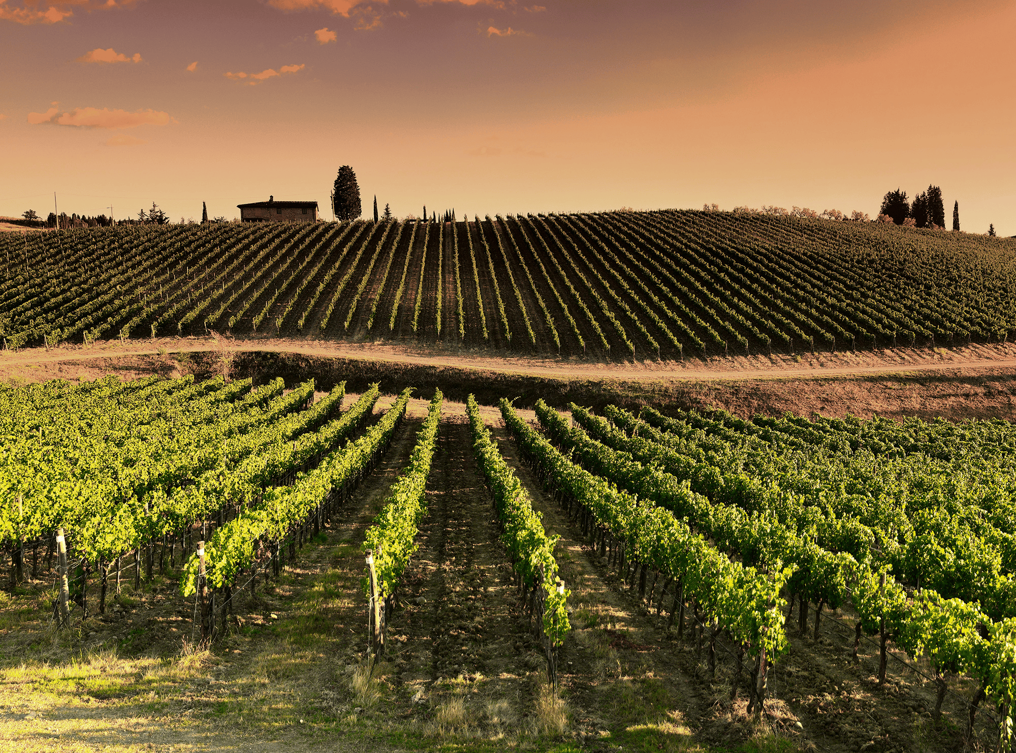 Automne, Alimentation, Accords mets-vins, Vin rouge, Solaris