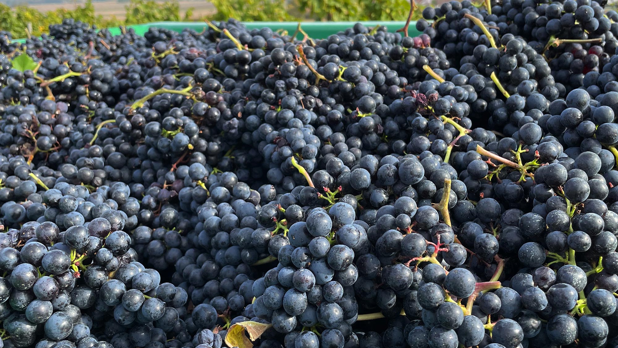 Grappes de Merlot