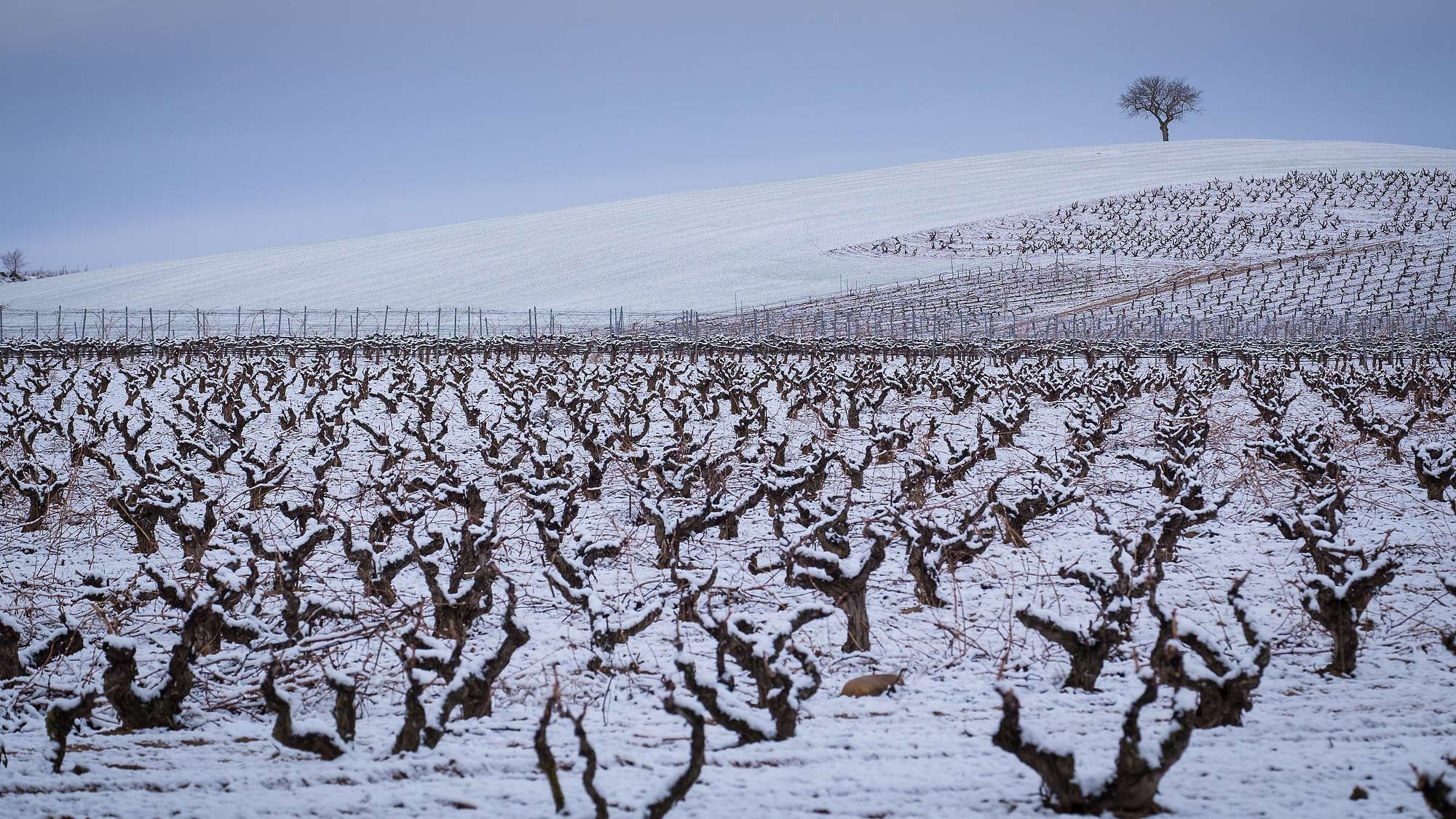 Hochlagenterroir mit extremem Klima