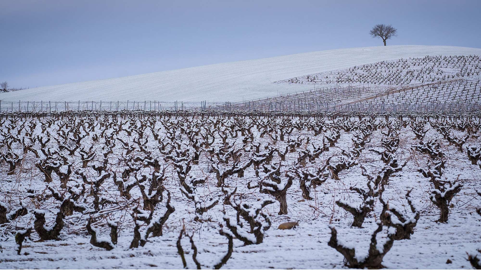 Hochlagenterroir mit extremem Klima