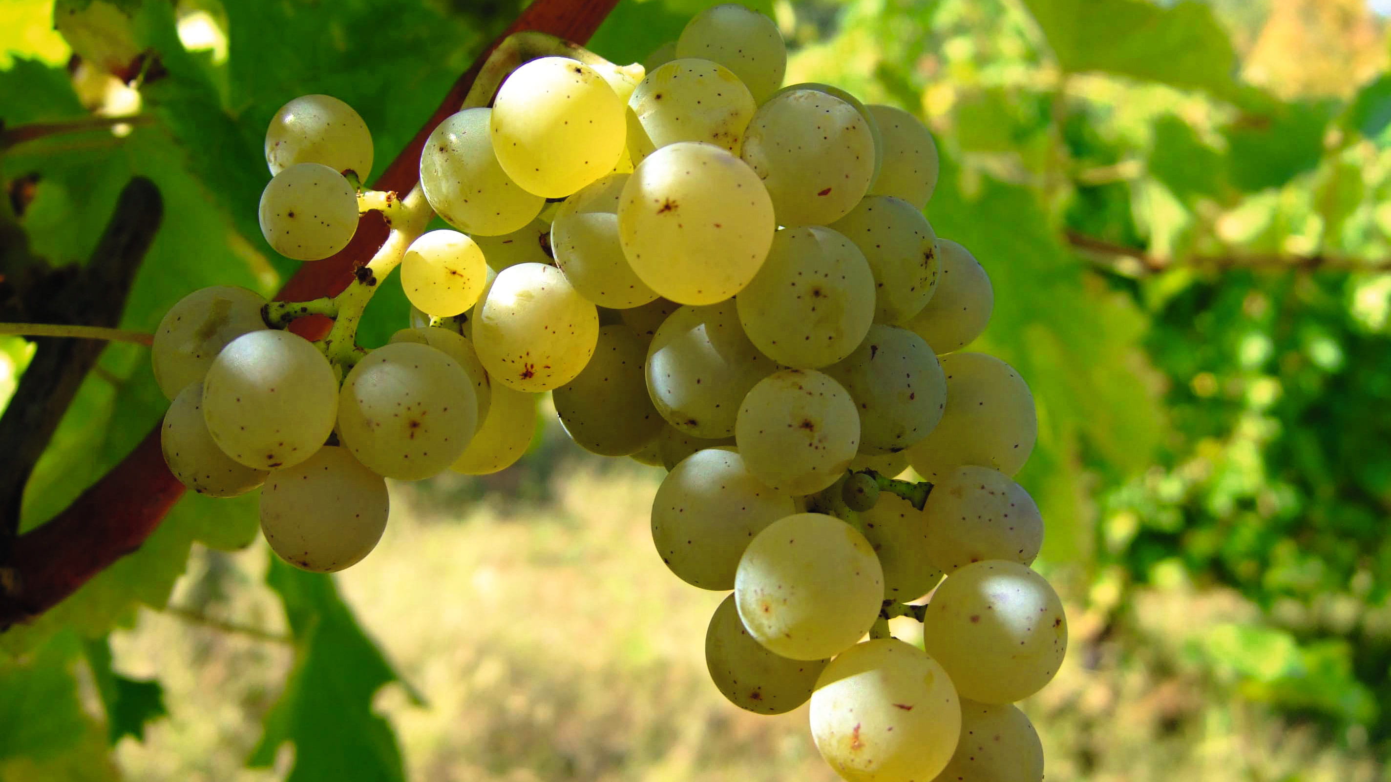 Grappe de Sauvignon Blanc