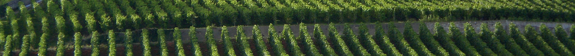 Paccot-Domaine La Colombe Paccot-Domaine La Colombe