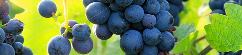 Weingut Familie Hansruedi Adank Weingut Familie Hansruedi Adank