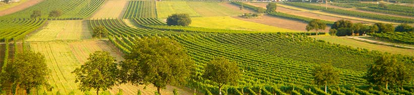 Weingut Bründlmayer Bründlmayer