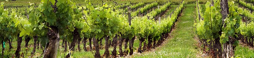 Château Doisy-Védrines Château Doisy-Védrines