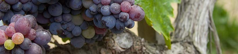 Vignobles Rémy Fauchey Vignobles Rémy Fauchey