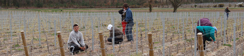 Château Malartic Lagravière Château Malartic Lagravière
