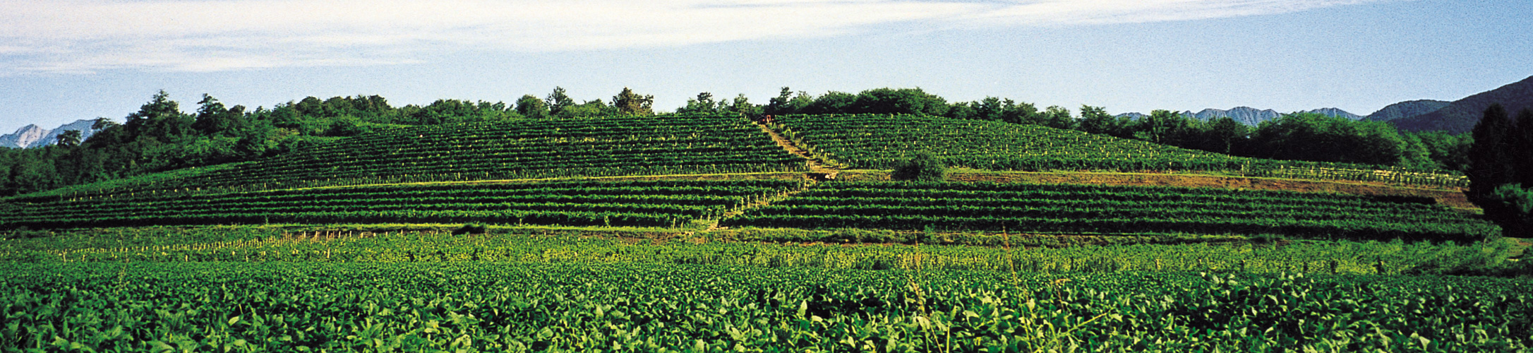 Cantina di Bertiolo S.p.A Bertiolo
