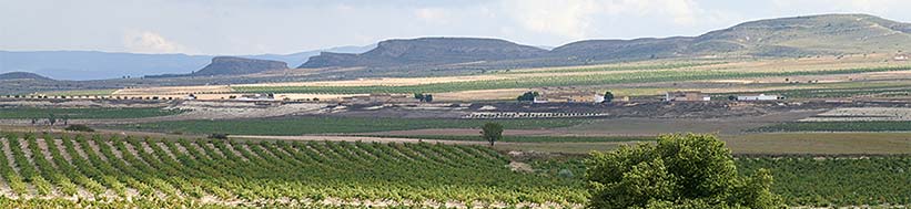 Bodegas Castano Castaño