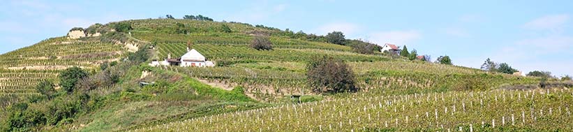 Tokaj-Oremus Oremus-Vega Sicilia
