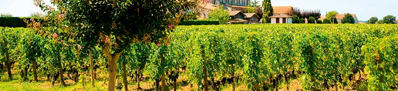 Château Certan Marzelle Château Certan Marzelle