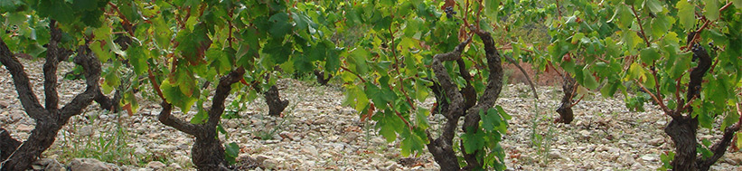 Celler Cooperatiu Capcanes Capçanes