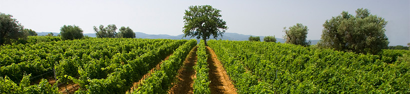 Tenuta San Guido Tenuta San Guido Sassicaia
