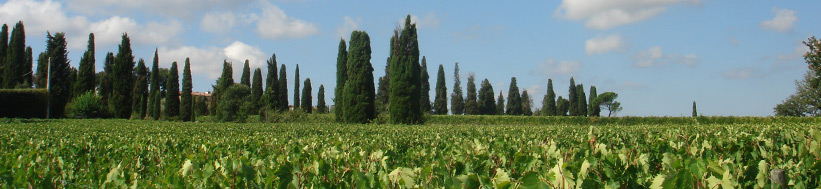 Antinori Antinori