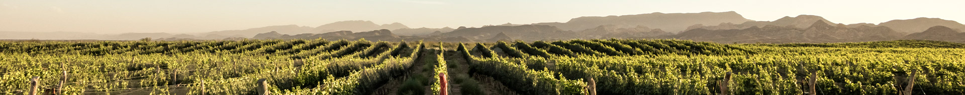 Bodega Michel Rolland Bodega Michel Rolland