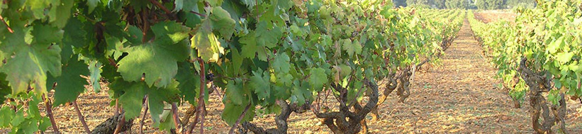 San Marzano San Marzano