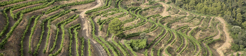 Bodegas Mas Alta SA Mas Alta