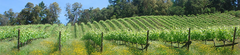 Big Basin Vineyards Big Basin Vineyards