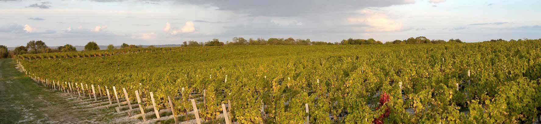 Château Haut-Maurac Château Haut-Maurac