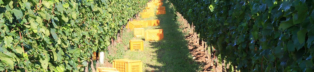 Azienda Agricola Ricci Curbastro Ricci Curbastro