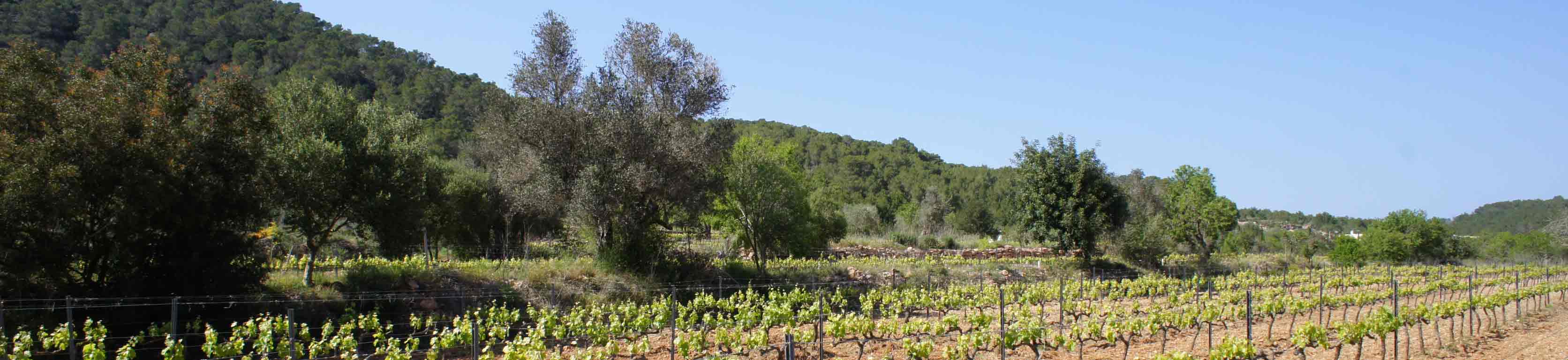 Ibizkus Wines SL Ibizkus