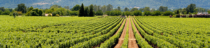 Prisoner Wine Company Prisoner Wine Company