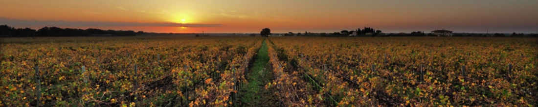 Poggio al Tesoro-Allegrini Poggio al Tesoro-Allegrini