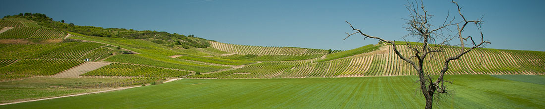 Becker Landgraf Weingut Becker-Landgraf
