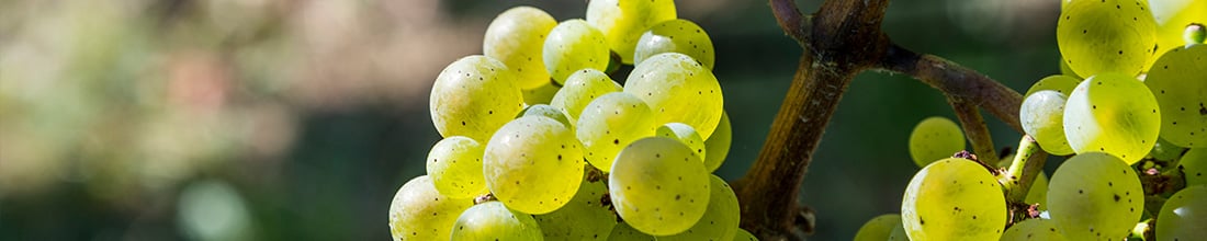 Weingut Hans Wirsching KG Wirsching