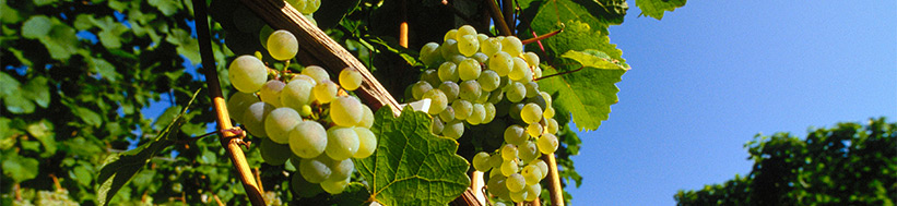 Weingut Bernhard Huber Bernhard Huber
