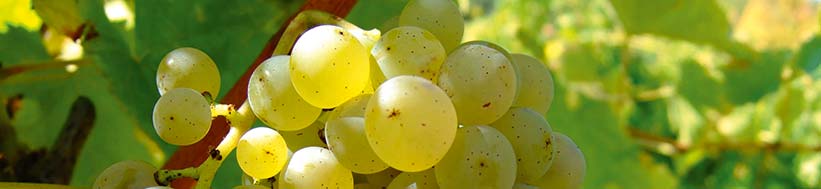 Tement Weingut GmbH Tement