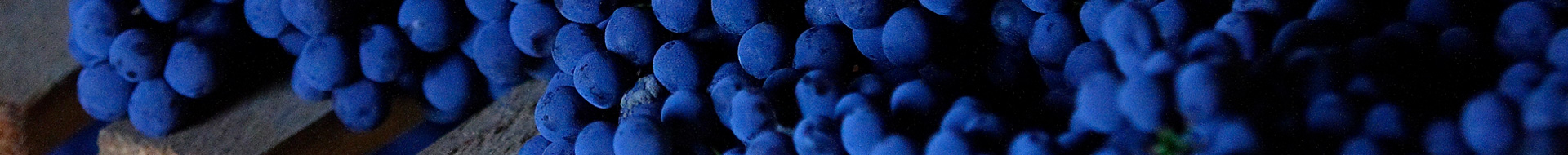 Sexy Wines Sexy Wines