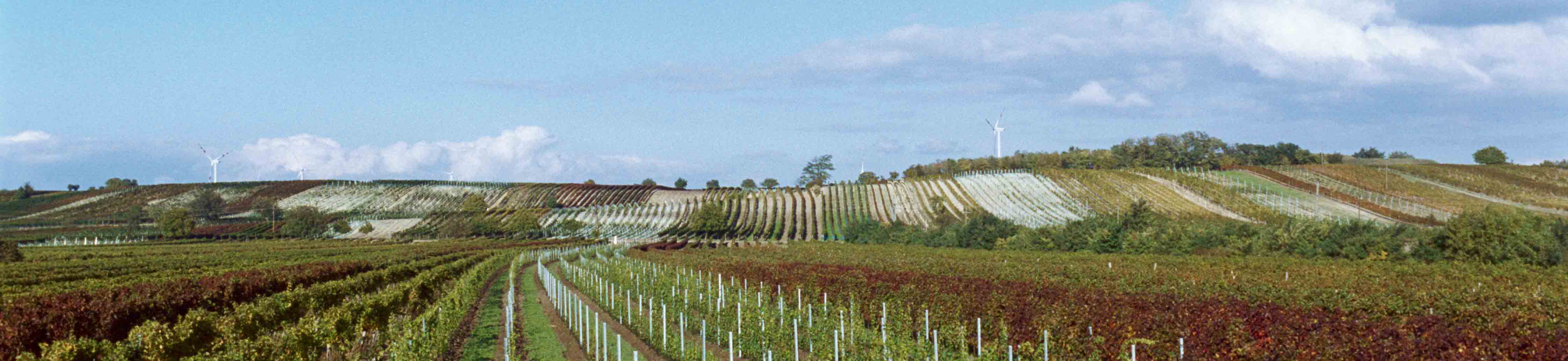 Weingut Heinrich GmbH Heinrich