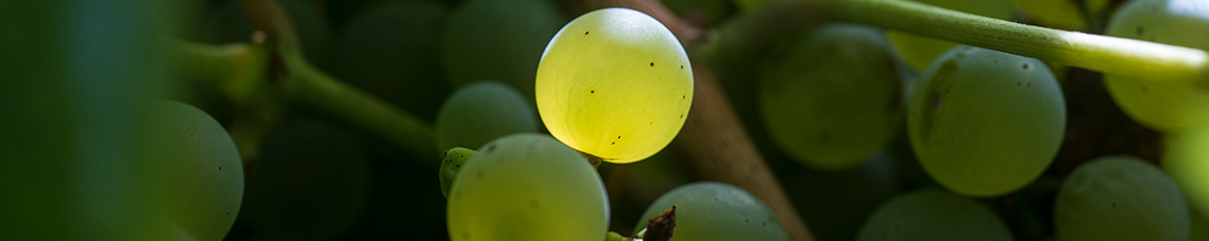 Weingut Karl Erbes Karl Erbes