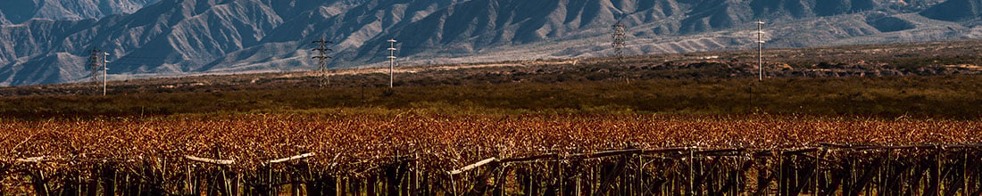 Image of Bodega Aleanna