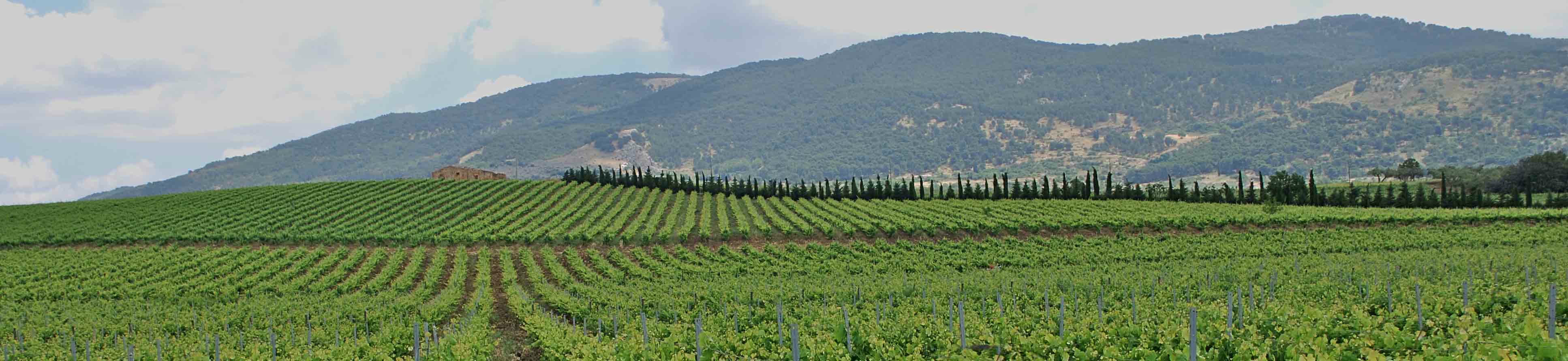 Cellaro
