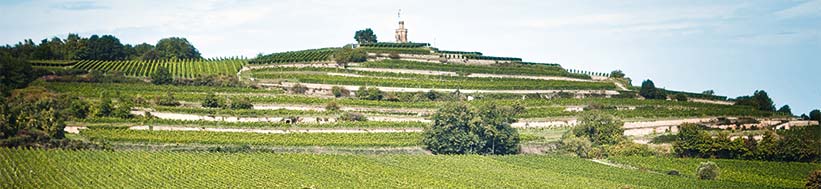 Forster Winzerverein eG