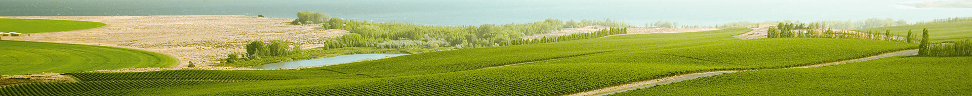 Image of Intrinsic Wine Company