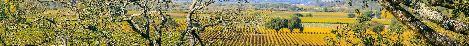 Image of Joseph Phelps Vineyards