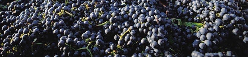 Weingut Pix