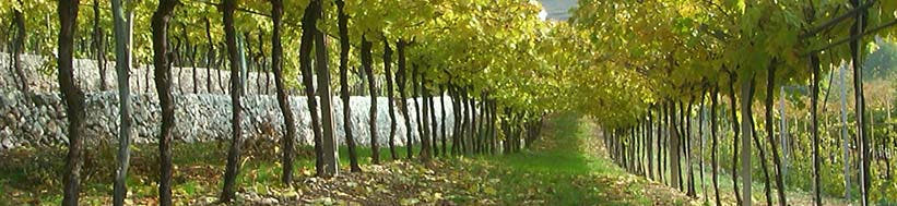 Cantina Negrar