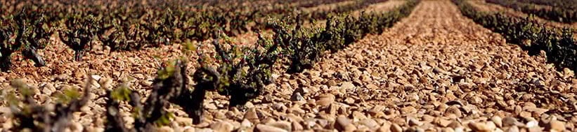 Image of Pintia - Vega Sicilia