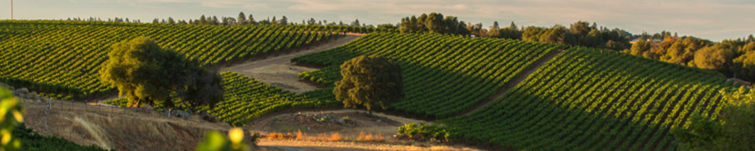 Rombauer Vineyards