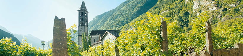 Image of Gialdi Vini S.A.