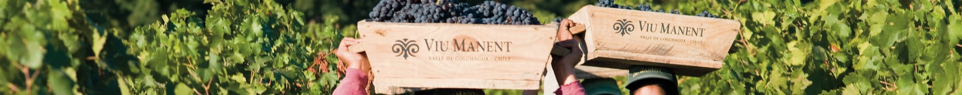 Viu Manent