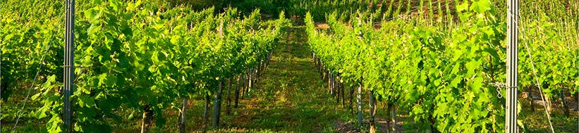 Weingut Karl Friedrich Aust